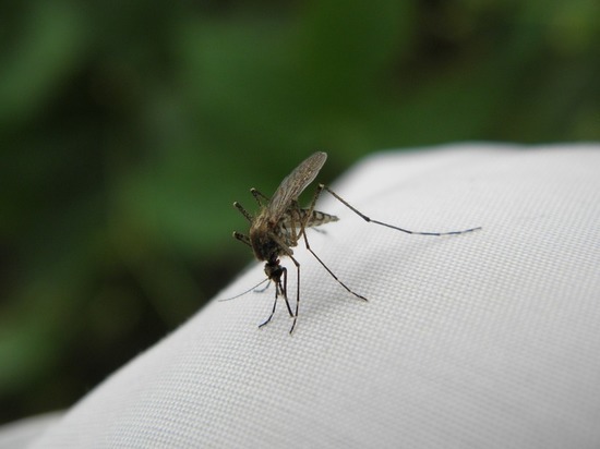 Женщина лишилась двух ног и руки из-за укуса комара
